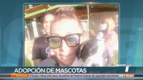 Fundación en Panamá Oeste tiene 23 perritos