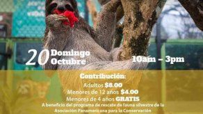 Celebra el Día del Perezoso este 20 de octubre en el Gamboa Rainforest