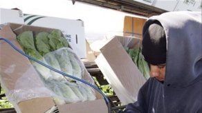 Estudio: Vegetales de hoja verde