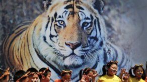 Por primera vez en un siglo sube conteo de tigres silvestres