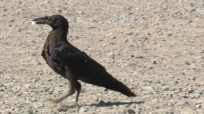 Un parque temático francés usa cuervos para recoger basura del suelo