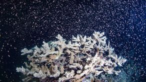 La Gran Barrera es una red formada por 2.500 arrecifes que cubre 348.000 kilómetros cuadrados (134.000 millas cuadradas) sufrió un importante blanqueamiento por el aumento de la temperatura del océano en 2016, 2017 y el año pasado.&nbsp;