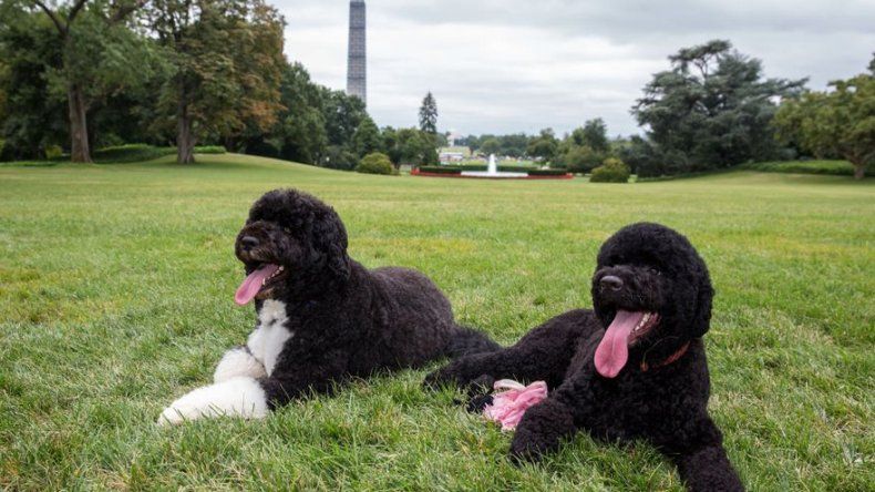 Perros de Obama sometidos a pruebas en Hawai