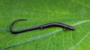 Registran en Panamá la salamandra gusano.