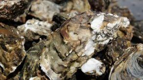 Alerta sanitaria en Chile por mariscos que causan amnesia