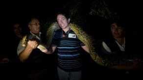 Capturan pitón birmana de 5