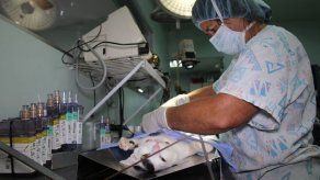 Realizarán jornada de esterilización en Chilibre este domingo 15 de abril