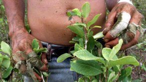 Bolivia promulga controvertida ley que amplía cultivos de coca