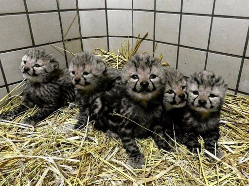 Nacen en Tokio dos guepardos reales, caracterizados por peculiar pelaje