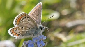 Rara mariposa británica se beneficia del calentamiento global