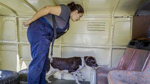 Cuba prepara un escuadrón de perros para detectar dinero