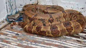 ANAM rescata a boa en Amador