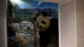 Francia espera el nacimiento de su primer bebé panda