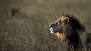 Un león ataca a un hombre tras salir de un parque en Kenia