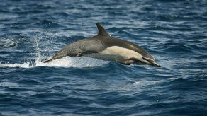 Oenegés piden a la UE actuar contra 15 países por no proteger los cetáceos