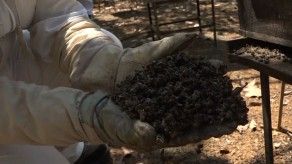 Investigan muerte de millones de abejas en Chiriquí Investigan muerte de millones de abejas en Chiriquí