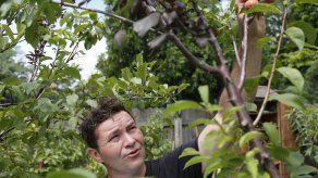 Artista crea árbol de 40 frutas con injertos