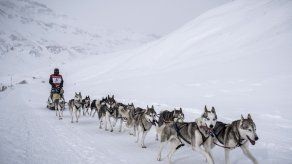 Carrera de trineos tirado por perros La Grande Odisea