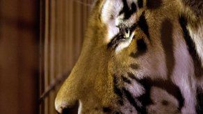 Sacrificaban tigres para entretener a chinos ricos