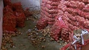Hallan cebollas sin registro sanitario en bodega clandestina de Villa Zaita