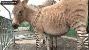 ¡Nació un cebrasno! Inusual animal atrae a curiosos en Florencia