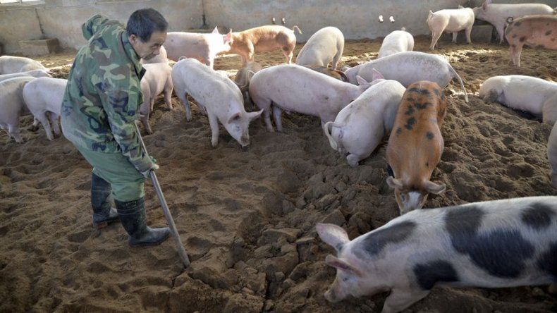 China sacrifica 14.500 cerdos para contener una epidemia de peste porcina africana