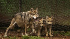 Nacen dos lobos en zoológico mexicano tras exitosa inseminación artificial