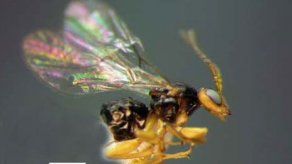 Investigadores de España y Panamá describen tres nuevas especies de avispa