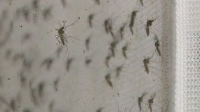 Una mujer de 58 años se confirma como la primera afectada por zika en Bolivia