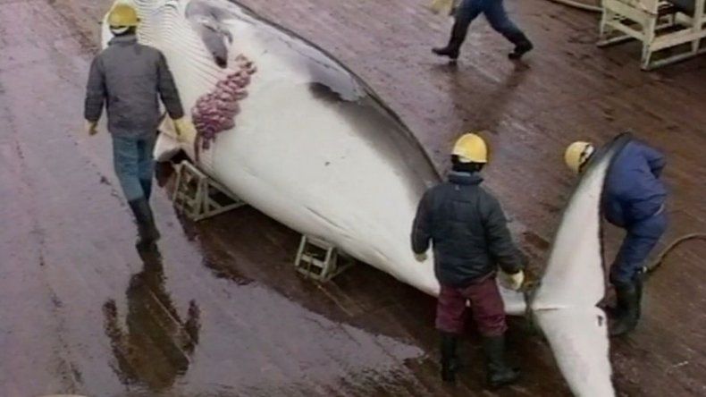 Japón no descarta seguir en el futuro con la caza de ballenas en el Antártico