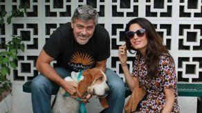 George y Amal Clooney adoptan una perrita