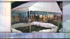 Policía retiene a 145 personas en Boca la Caja que participaban de gallera clandestina