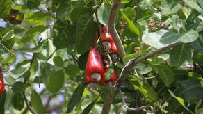 MIDA busca recuperar el árbol de marañón en Panamá