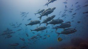 Panamá ha puesto en marcha dos procesos de planificación para consolidar el área y también preparar un manual de manejo del área.