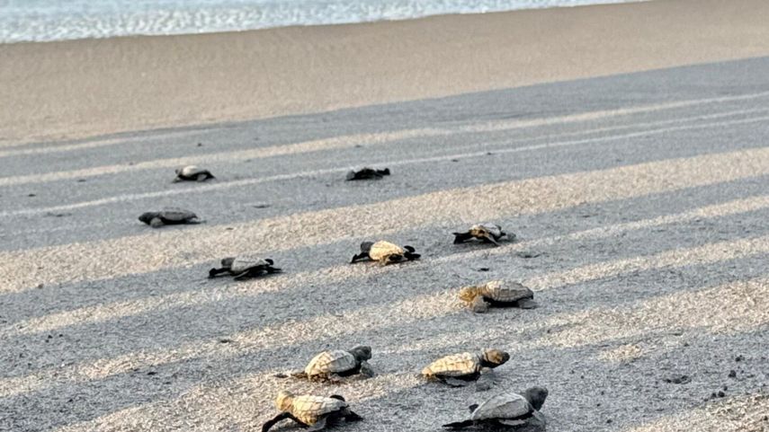 Liberan a más de 300 neonatos de tortuga marina en el Refugio Playa La Barqueta Agrícola.