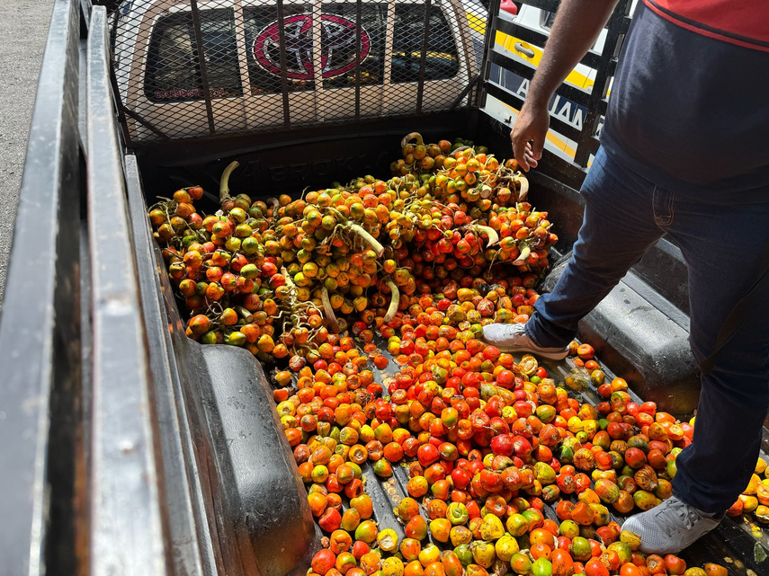 Decomisan 99 racimos de pixbae en Chiriquí.&nbsp;