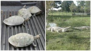 Nacieron 1.975 crías de dos especies en vías extinción en Colombia desde 2015