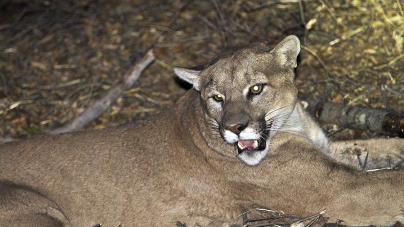 California: Indultan a puma de Malibu que mató a alpacas