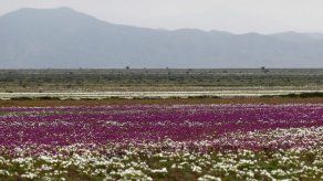 Desierto más árido del mundo renace florido en Chile tras sorpresivas lluvias