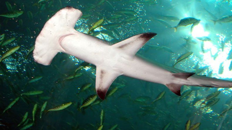 EEUU interviene para proteger al tiburón martillo