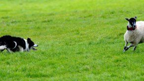 Matemáticos aseguran haber descubierto el algoritmo del perro pastor
