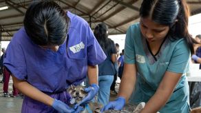 ¡Atención! Anuncian jornada de esterilización en La Chorrera