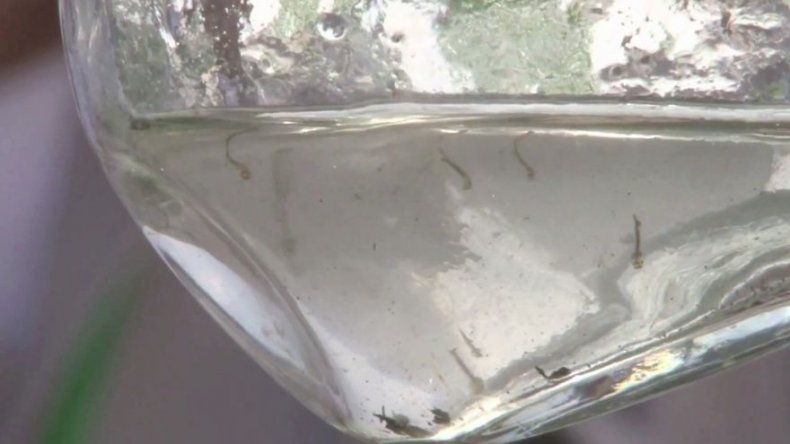 Minsa contabiliza 59 casos de dengue, 2 de chikungunya y 2 de zika en San Miguelito