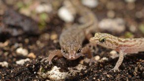 El geco sale de la lista de animales en peligro de extinción en Puerto Rico