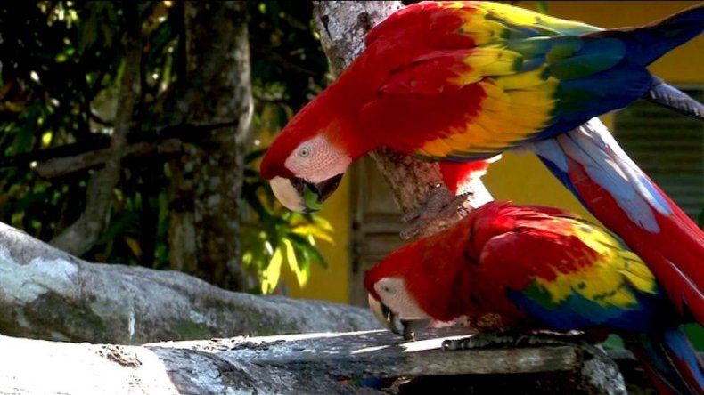 Finca chiricana se convierte en santuario de guacamayas