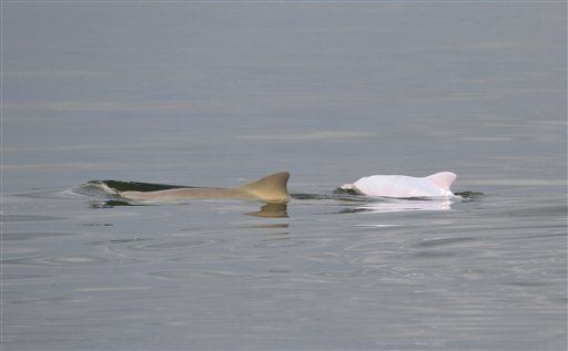 Biólogos encuentran delfín albino en aguas de Brasil