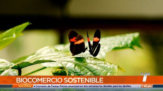 Biocomercio sostenible: Panamá exportará mariposas a Turquía