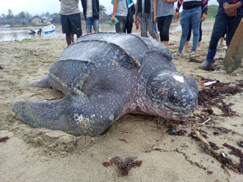 Las tortugas de la especie baula tienen piel en su caparazón.