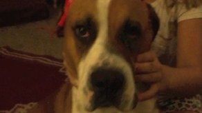 Perro perdido durante tornado volverá a casa