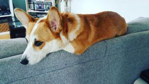 ¿Por qué mi perro lame la pared?